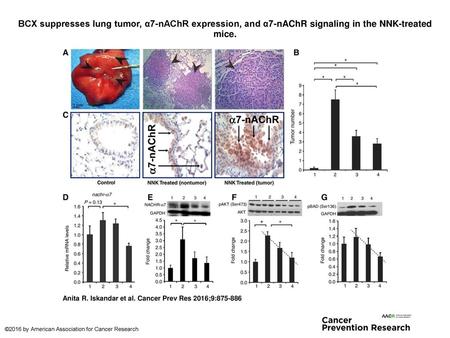 BCX suppresses lung tumor, α7-nAChR expression, and α7-nAChR signaling in the NNK-treated mice. BCX suppresses lung tumor, α7-nAChR expression, and α7-nAChR.