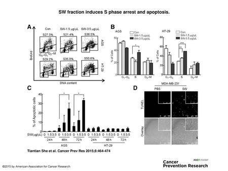 SW fraction induces S phase arrest and apoptosis.