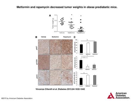 Metformin and rapamycin decreased tumor weights in obese prediabetic mice. Metformin and rapamycin decreased tumor weights in obese prediabetic mice. A: