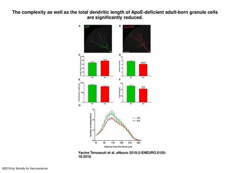 The complexity as well as the total dendritic length of ApoE-deficient adult-born granule cells are significantly reduced. The complexity as well as the.