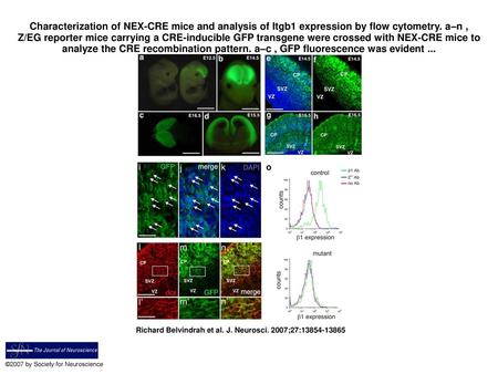 Characterization of NEX-CRE mice and analysis of Itgb1 expression by flow cytometry. a–n , Z/EG reporter mice carrying a CRE-inducible GFP transgene were.