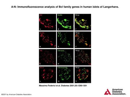 A-N: Immunofluorescence analysis of Bcl family genes in human islets of Langerhans. A-N: Immunofluorescence analysis of Bcl family genes in human islets.