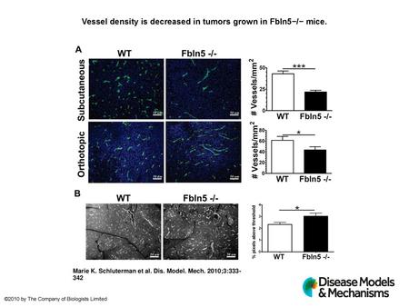 Vessel density is decreased in tumors grown in Fbln5−/− mice.