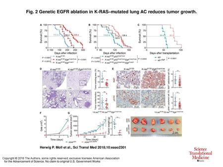 Genetic EGFR ablation in K-RAS–mutated lung AC reduces tumor growth