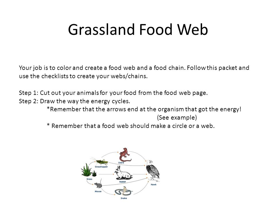 Grassland Food Web For Kids Biology Diagrams