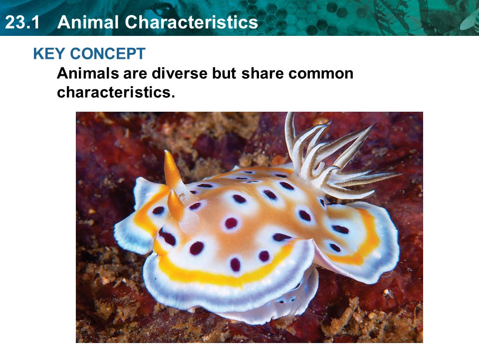 KEY CONCEPT Animals are diverse but share common characteristics. - ppt  video online download
