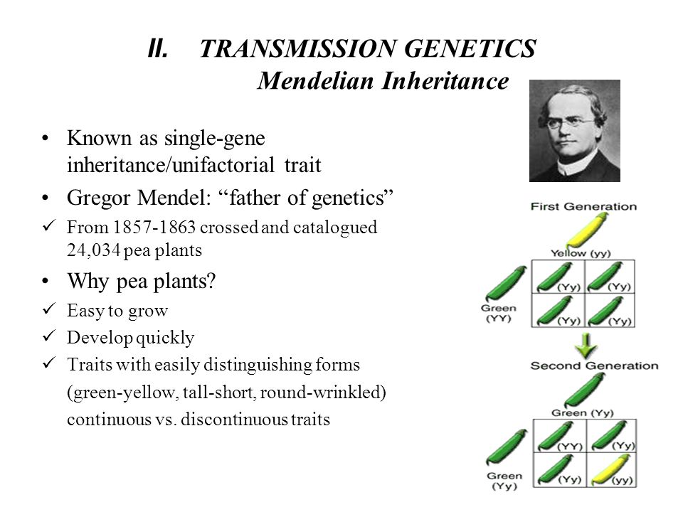 II. TRANSMISSION GENETICS Mendelian Inheritance Known as single-gene inheritance/unifactorial trait Gregor Mendel: “father of genetics” F rom ppt download