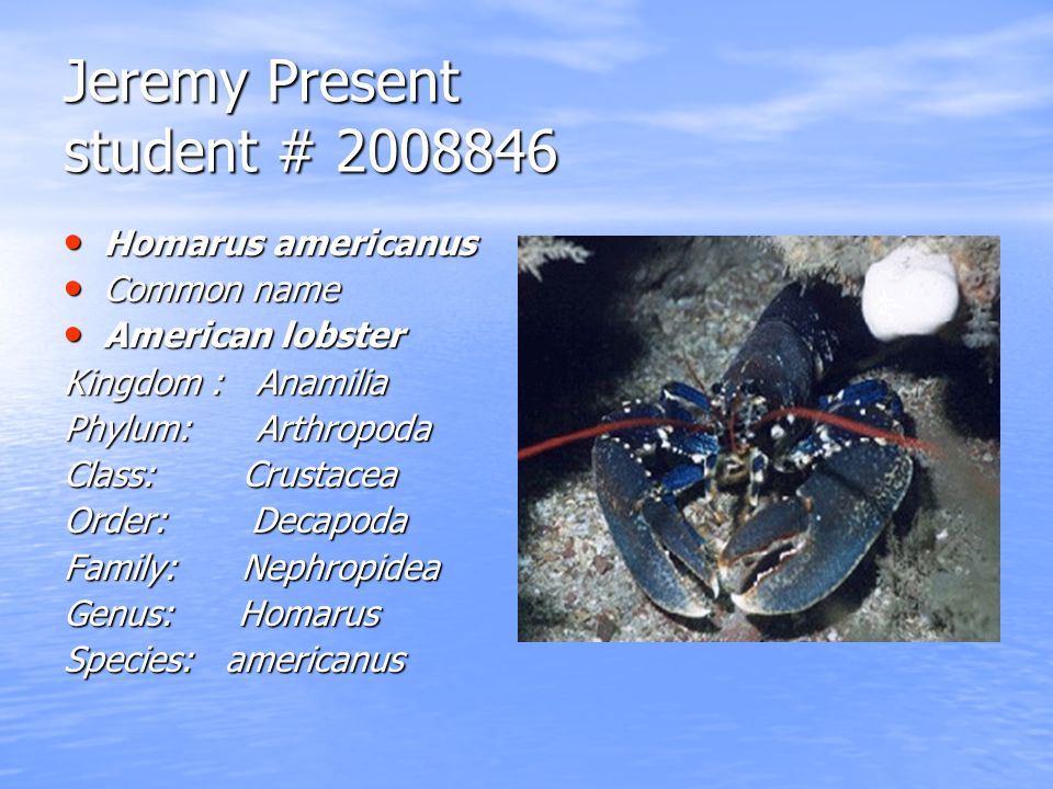 Jeremy Present student # Homarus americanus Homarus americanus Common name  Common name American lobster American lobster Kingdom : Anamilia Phylum: -  ppt download