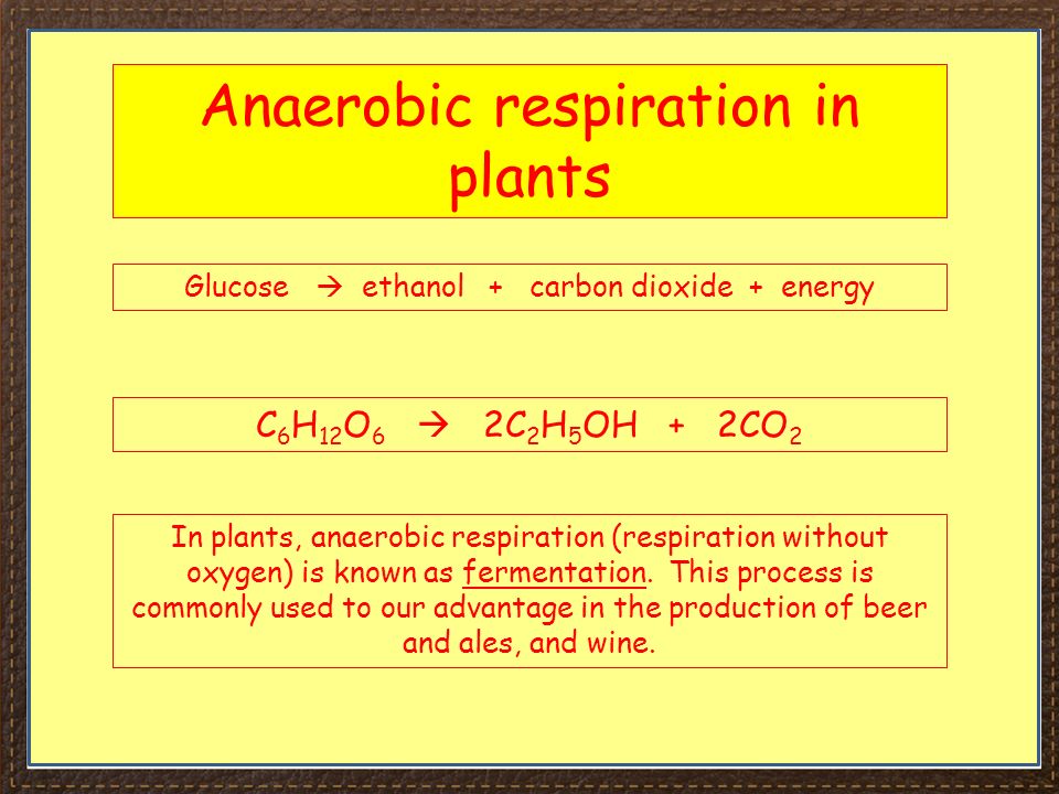 Igcse Biology Section 2 Lesson 4 Ppt Download