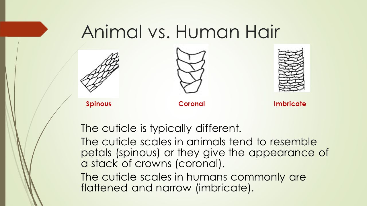 human hair vs animal hair forensics