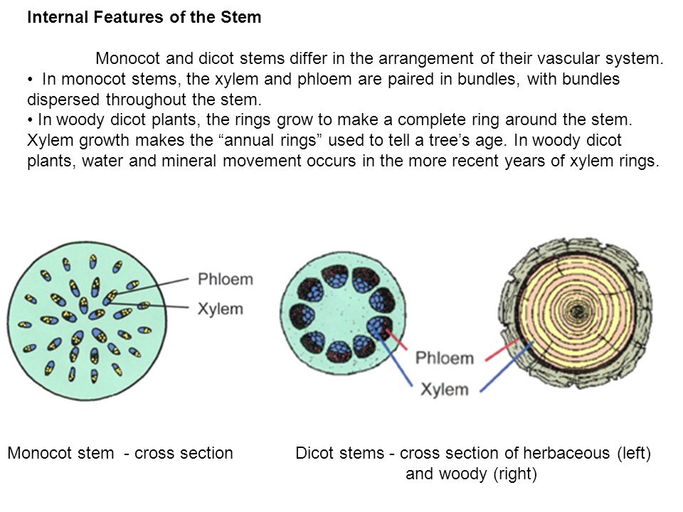 Internal Features of the Stem.