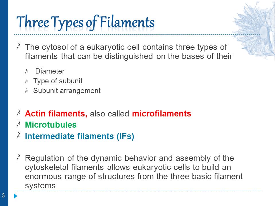 The Cytoskeleton Functions Ppt Download