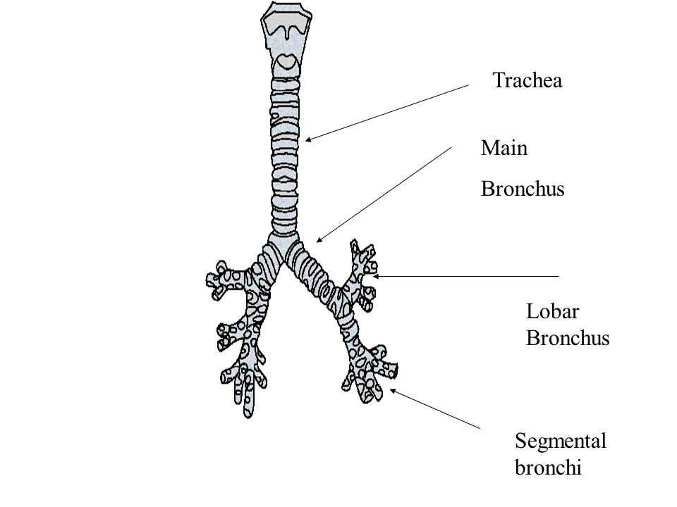 Бронхи на латыни. Трахея (trachea). Trachea анатомия. Trachea and bronchi. Киль трахеи.