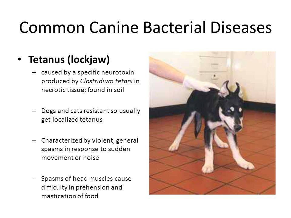 how common is tetanus in dogs