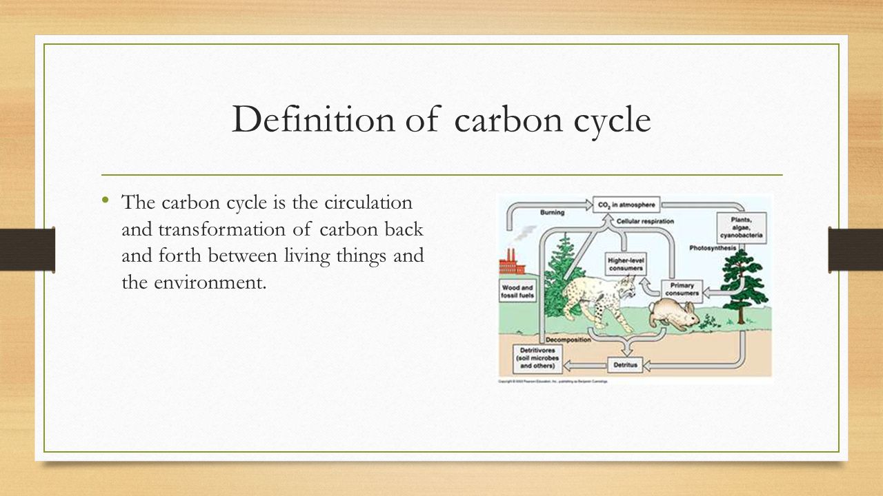 Carbon cycle By: David, Taylor, Jade. - ppt video online download