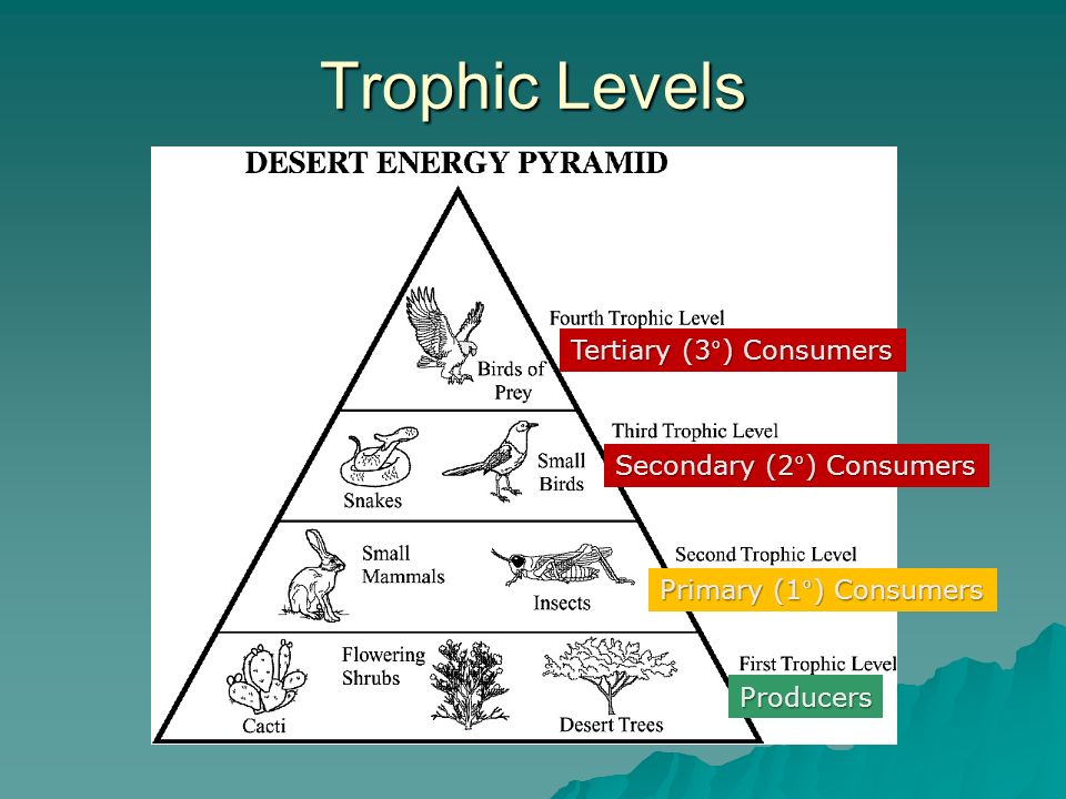 Best levels. Trophic Level. Пищевые уровни экологическая пирамида. Экологическая пирамида с человеком. Trophic (feeding) Levels.