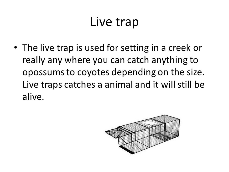 Trapping. - ppt download