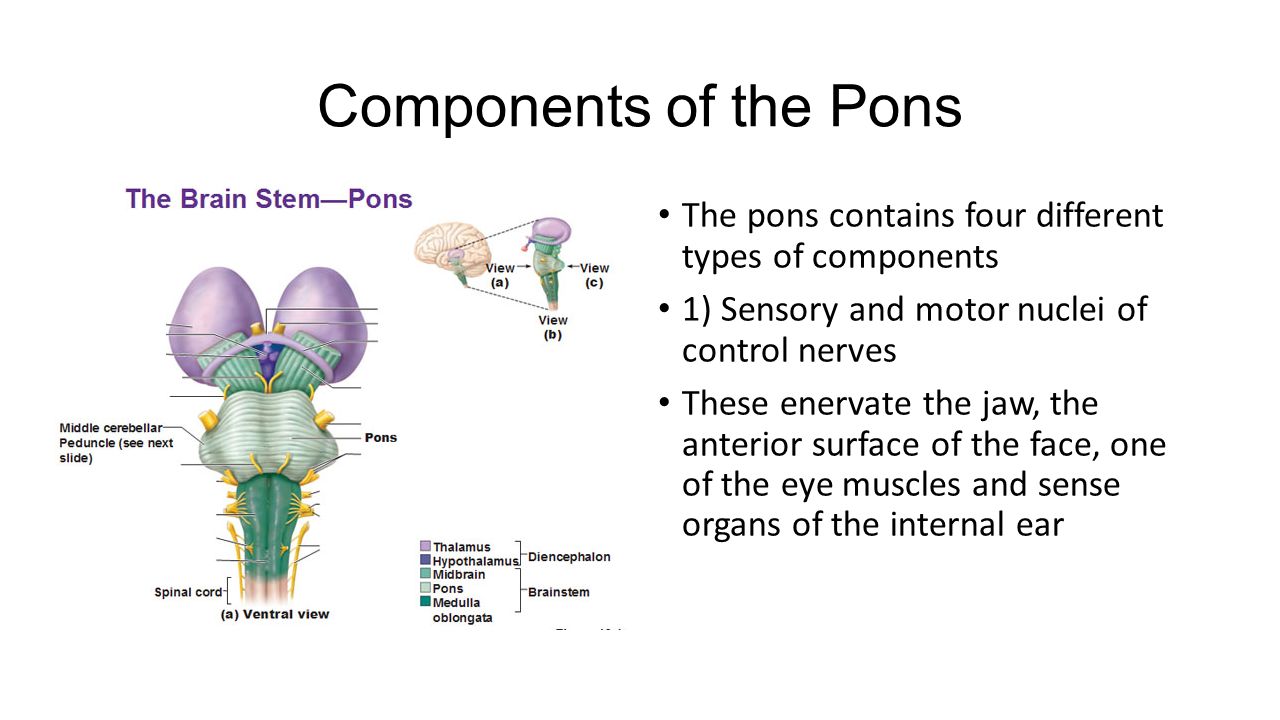 The Pons and Cerebellum - ppt video online download