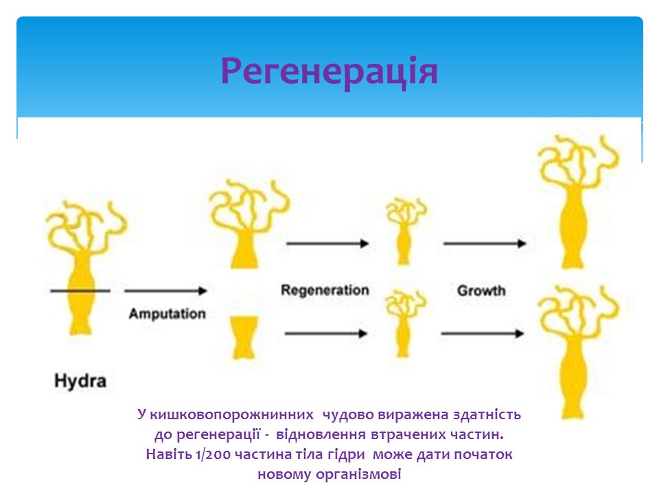 Таблица виды регенерации - TouristMaps.ru