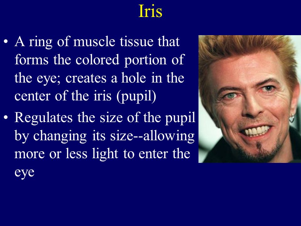 Iris A ring of muscle tissue that forms the colored portion of the eye; creates a hole in the center of the iris (pupil)
