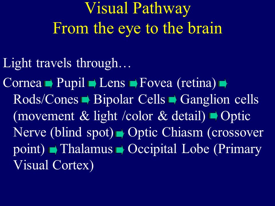 Visual Pathway From the eye to the brain