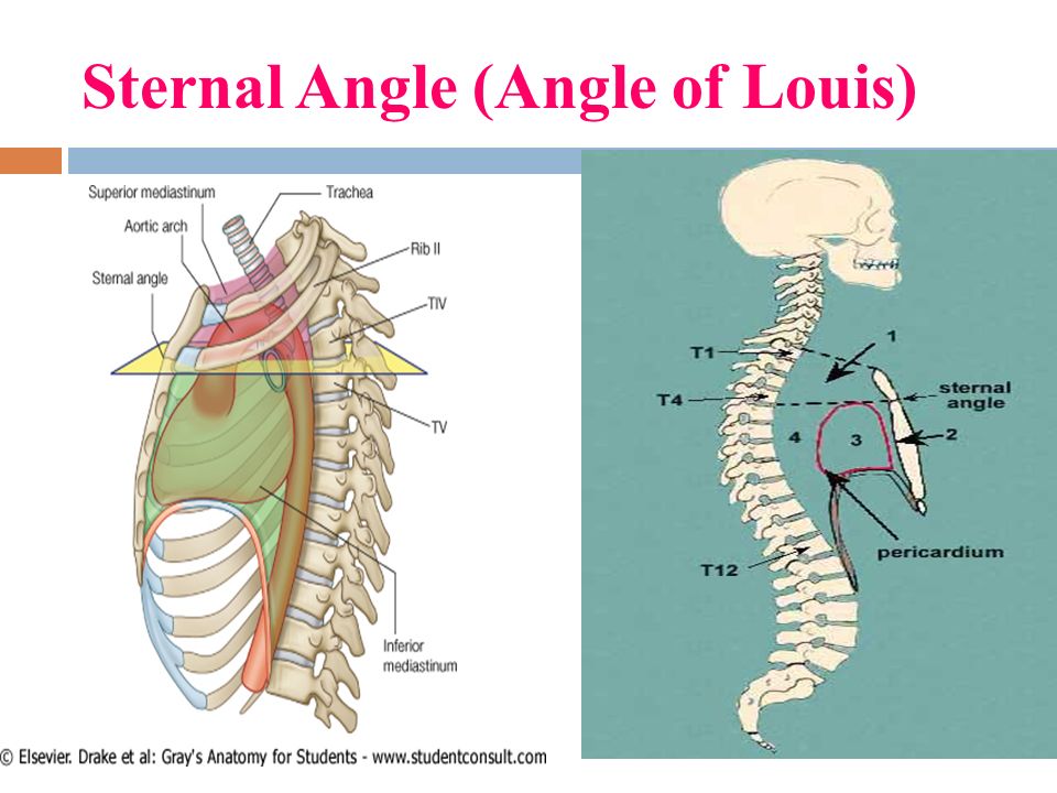 Sternal angle (of Louis)