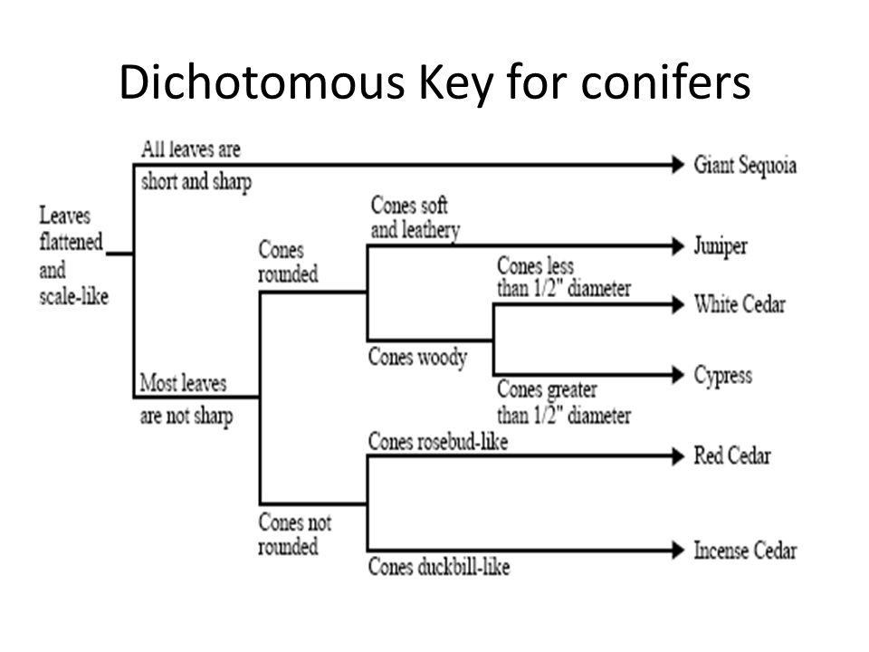 Dichotomous Key for conifers.