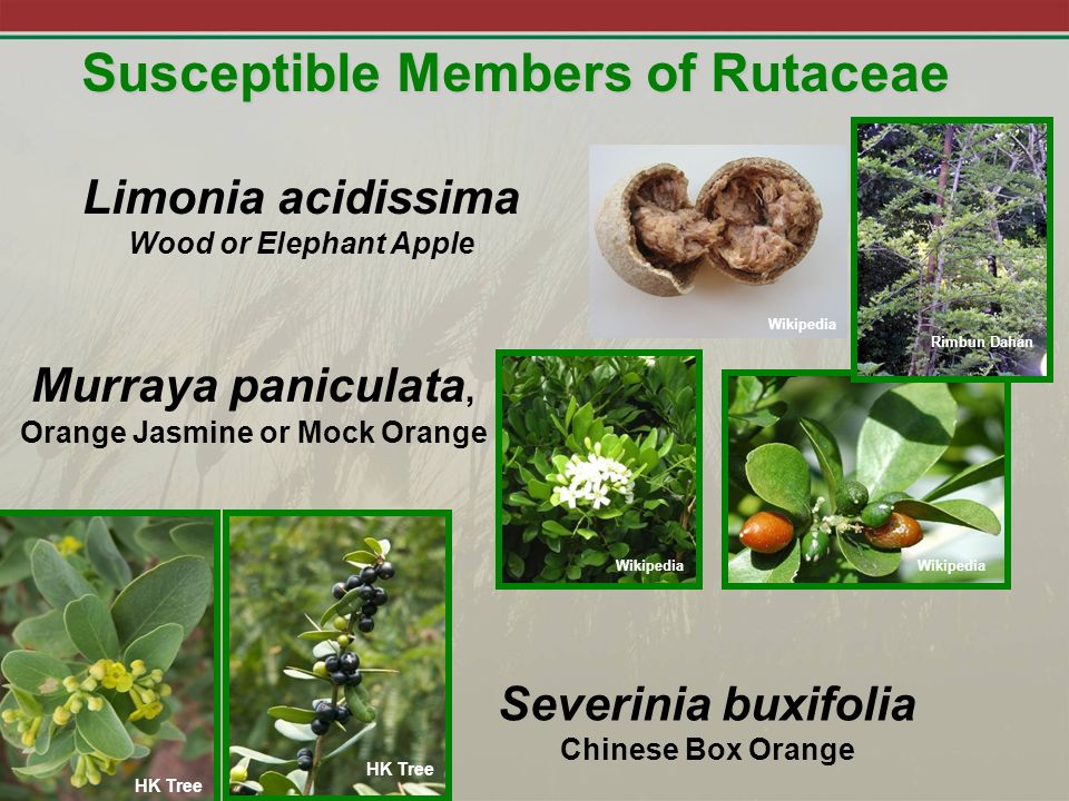 Susceptible Members of Rutaceae