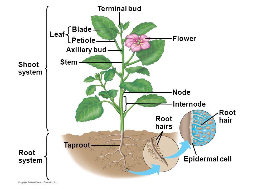 Plant structure. Axillary Bud. Leaf Stem Internode. Function root System. Plant Bud structure.