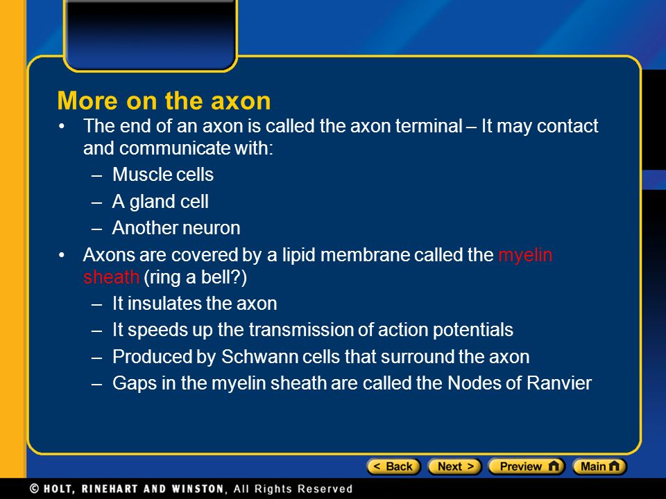 More on the axon The end of an axon is called the axon terminal – It may contact and communicate with: