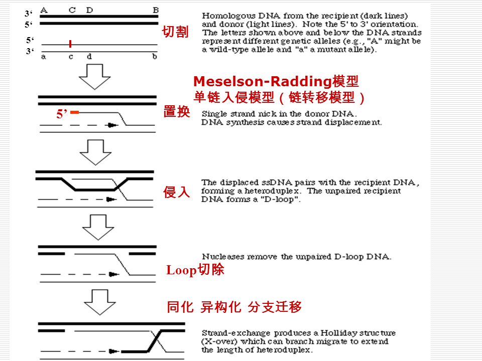 chapter 11 dna recombination and transposon ppt video online download