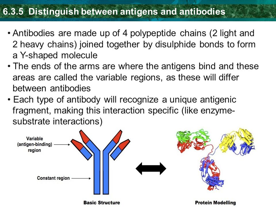 6.3.5 Distinguish between antigens and antibodies