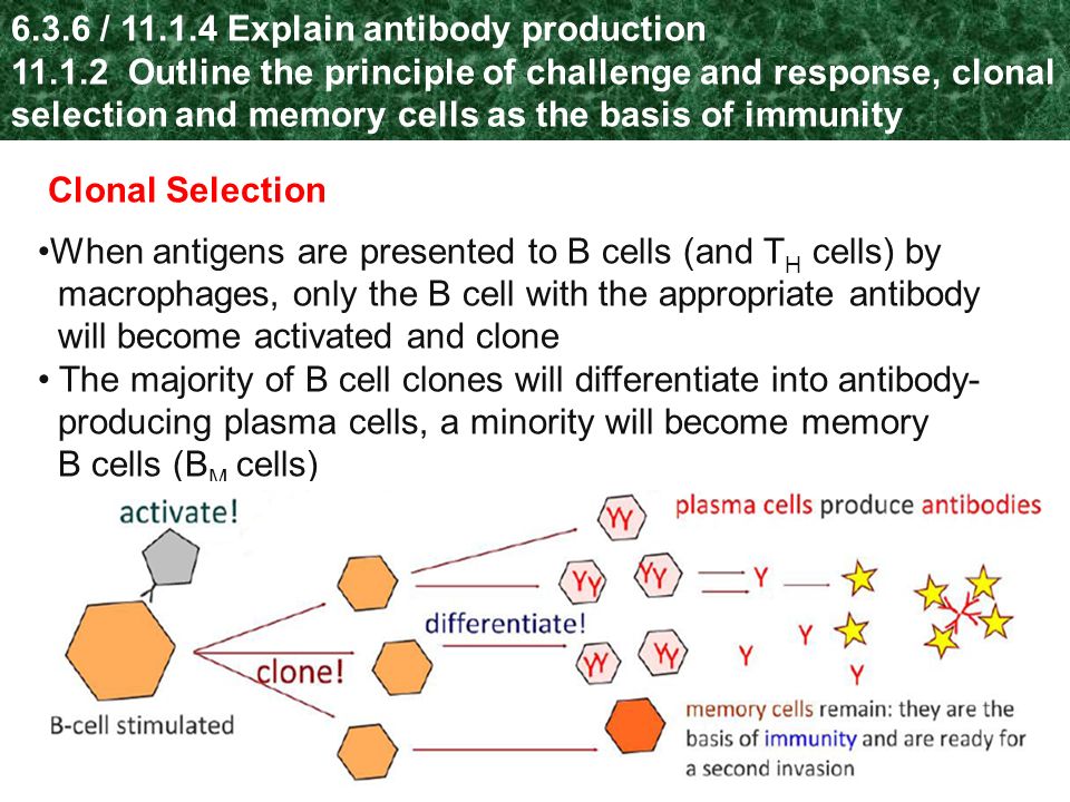 6.3.6 / Explain antibody production