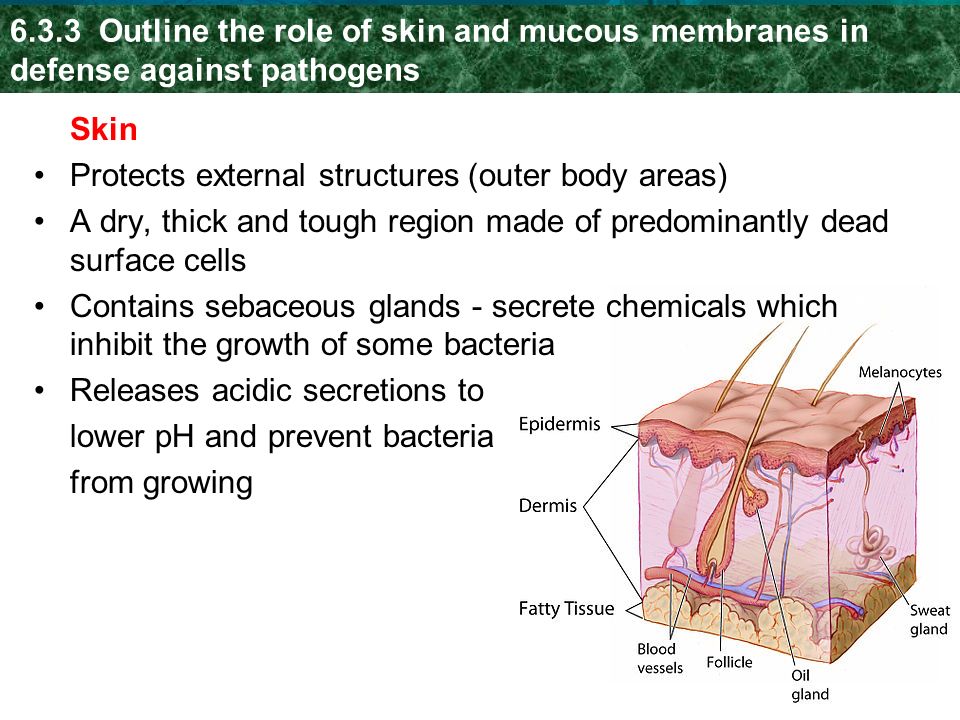 6.3.3 Outline the role of skin and mucous membranes in defense against pathogens