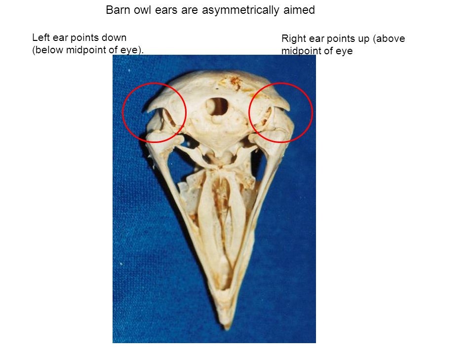 Barn owl ears are asymmetrically aimed