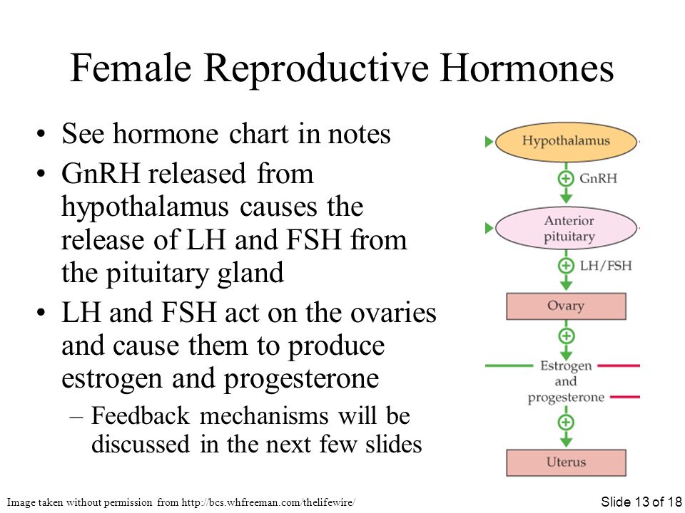 Female Reproductive Hormones Chart