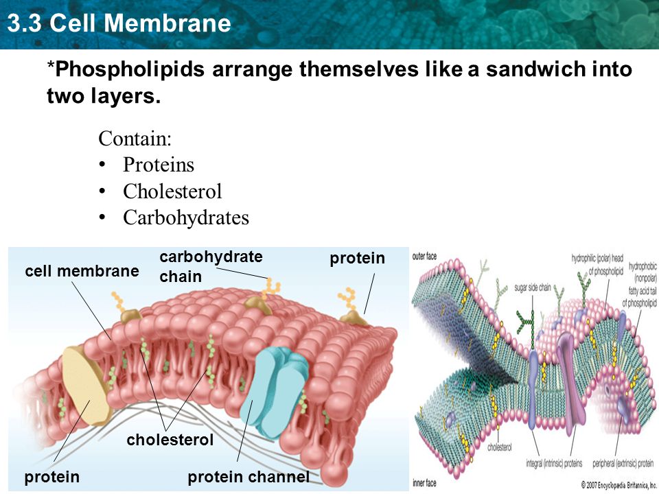 *Phospholipids arrange themselves like a sandwich into two layers.