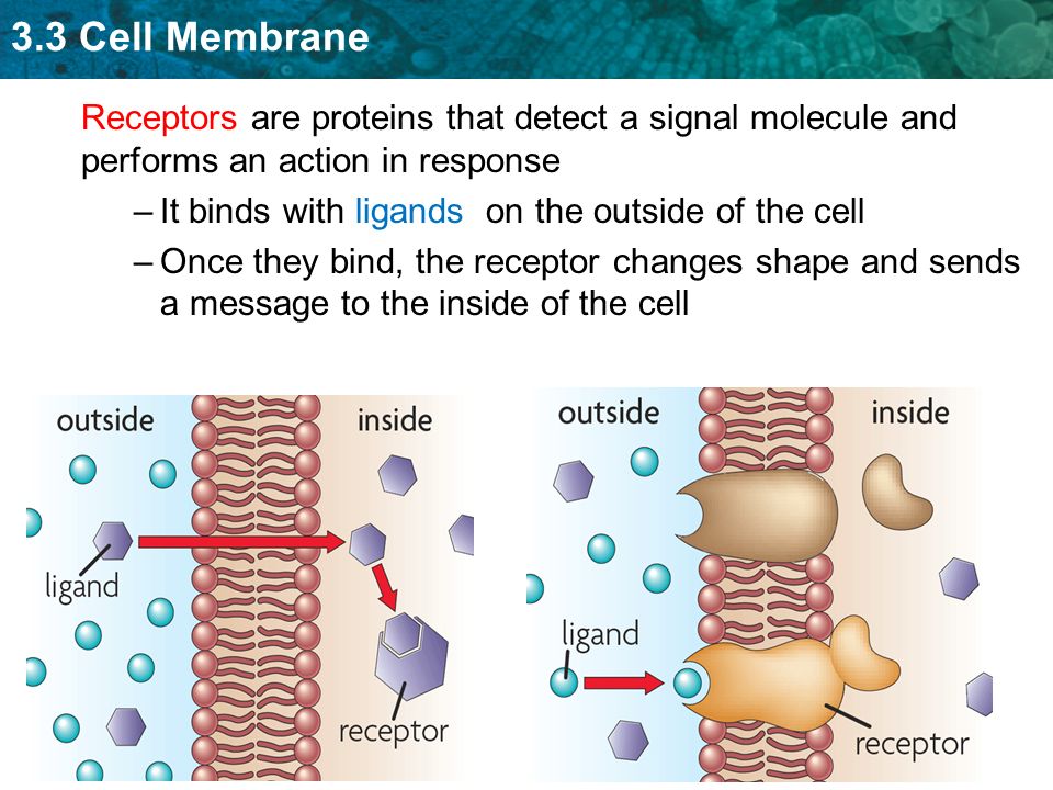 Receptors are proteins that detect a signal molecule and performs an action in response