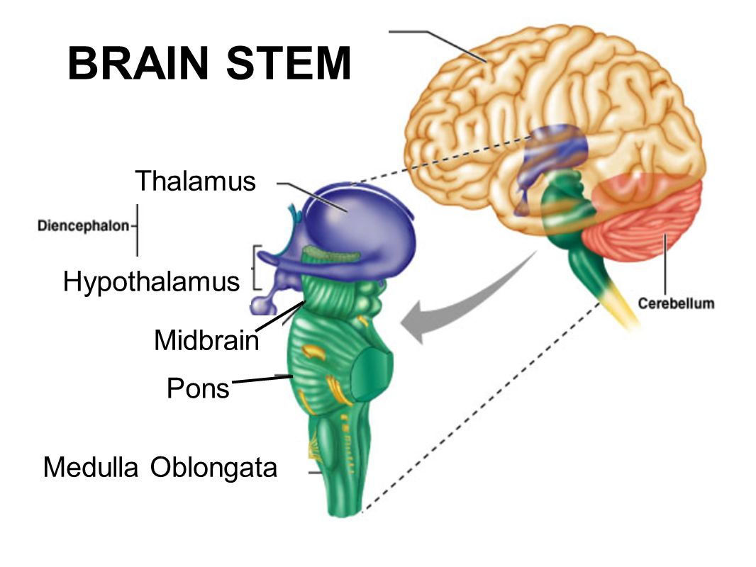 Brains brains brains слушать. Pons midbrain. Промежуточный мозг таламус. Medulla Oblongata. Medulla Brain.