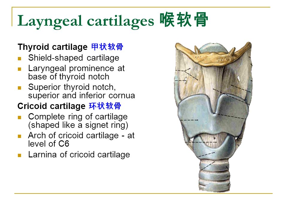 Layngeal+cartilages+%E5%96%89%E8%BD%AF%E9%AA%A8