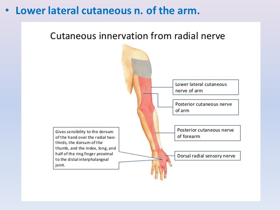 Невропатия локтевого мкб. Radial Ulnar nerve. Radial nerve Innervation. Электрография лучевого нерва. Medial cutaneous nerve of Arm.