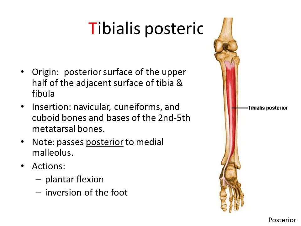 Muscles Of The Foot And Ankle Ppt Video Online Download