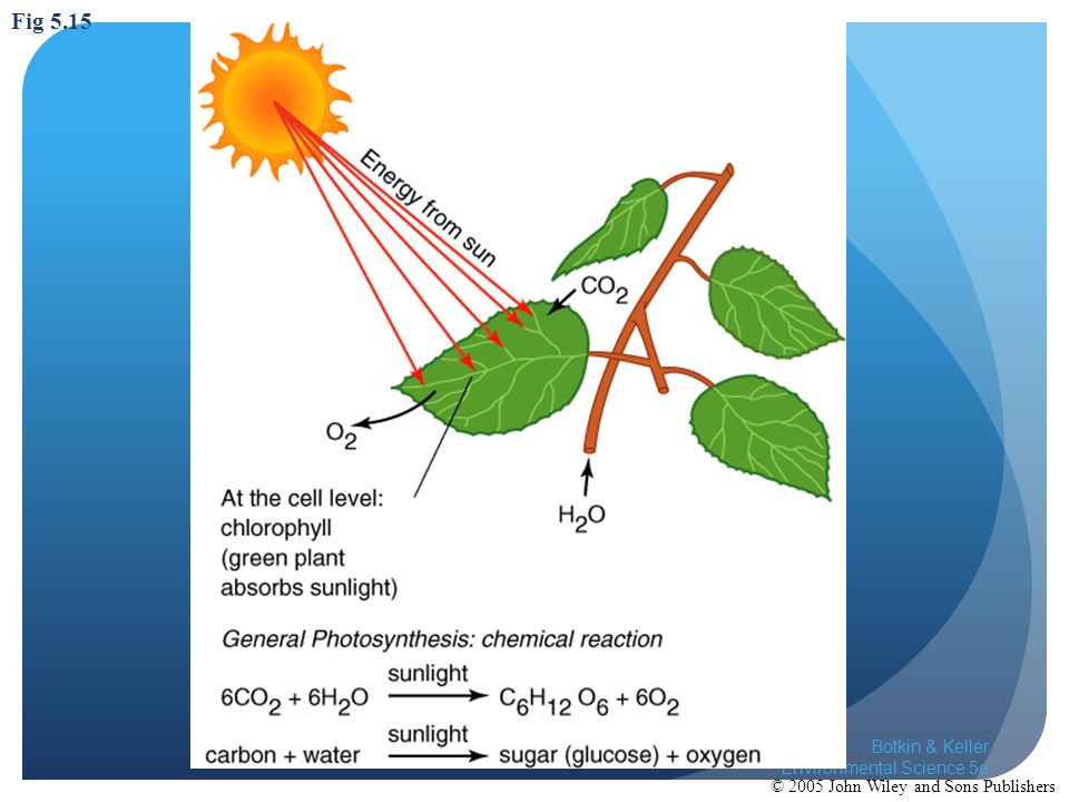 Fig 5.15 Idealized diagram illustrating photosynthesis for a green plan (tree) and generalized reaction.