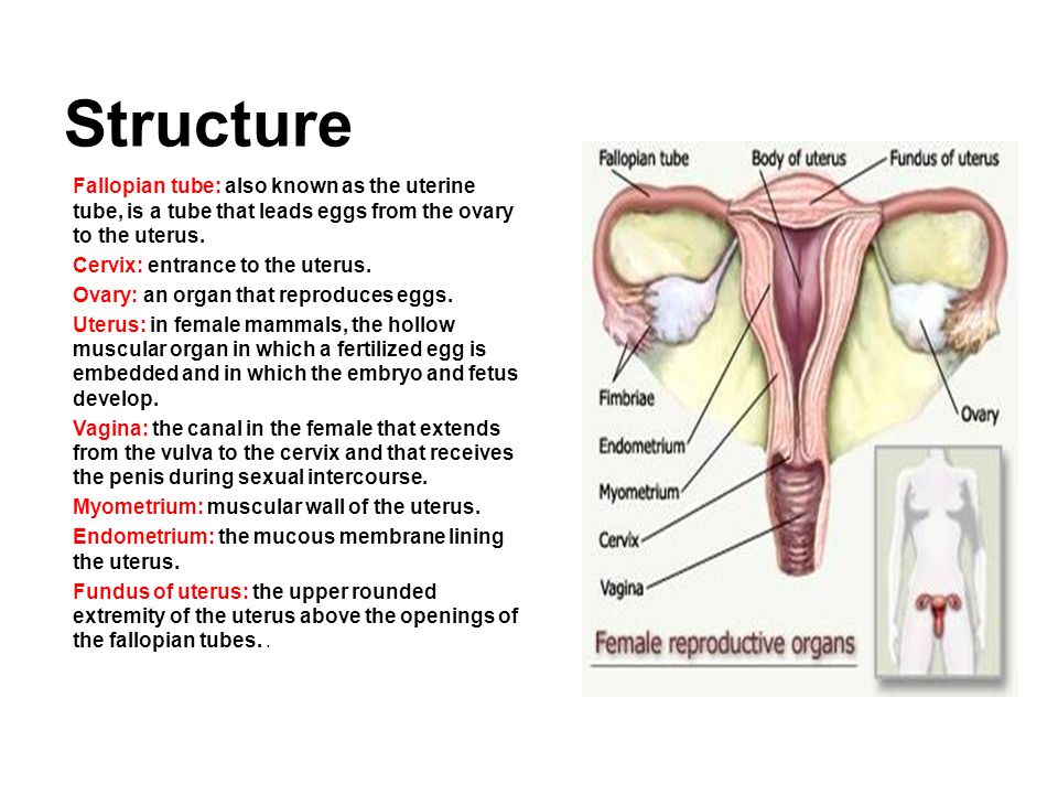 Structure Fallopian tube: also known as the uterine tube, is a tube that leads eggs from the ovary to the uterus.