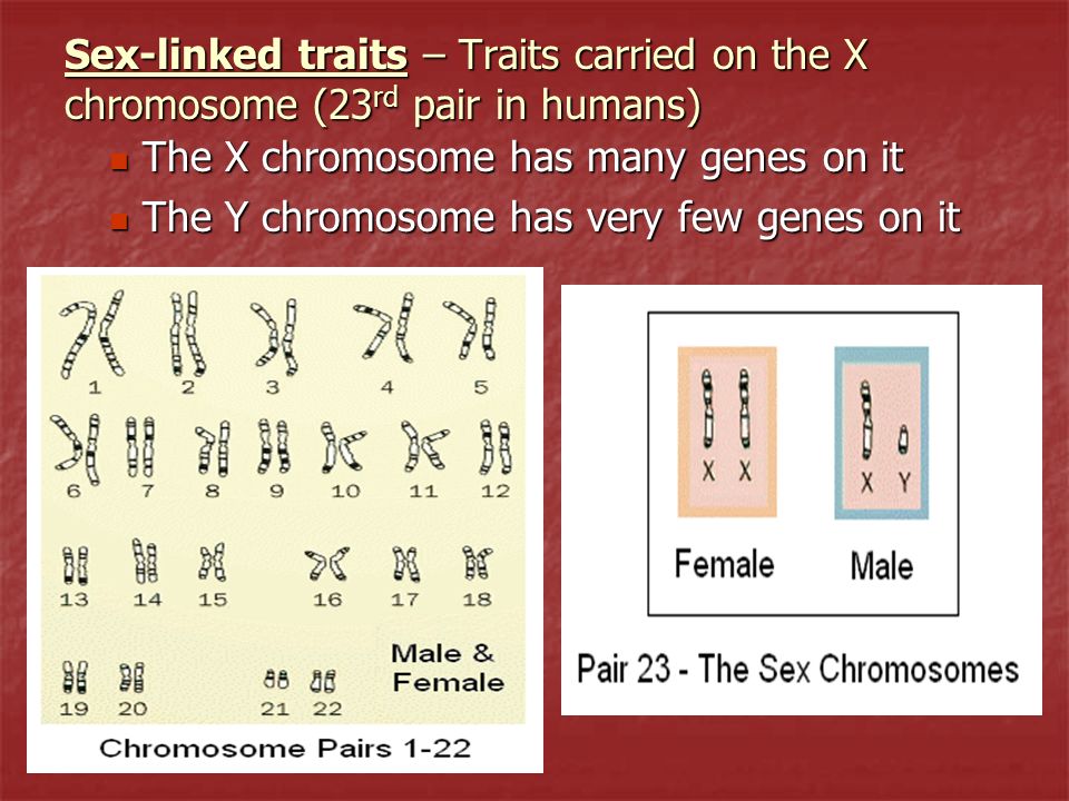 Sex-linked traits - Traits carried on the X chromosome (23rd pair in humans...