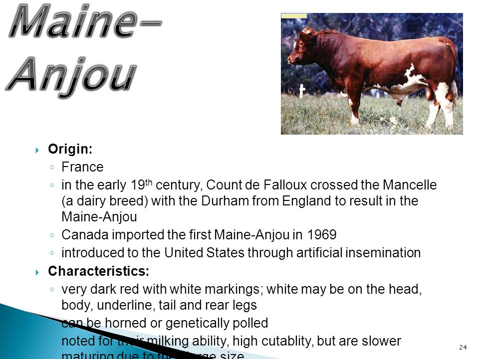 Maine Anjou Percentage Chart