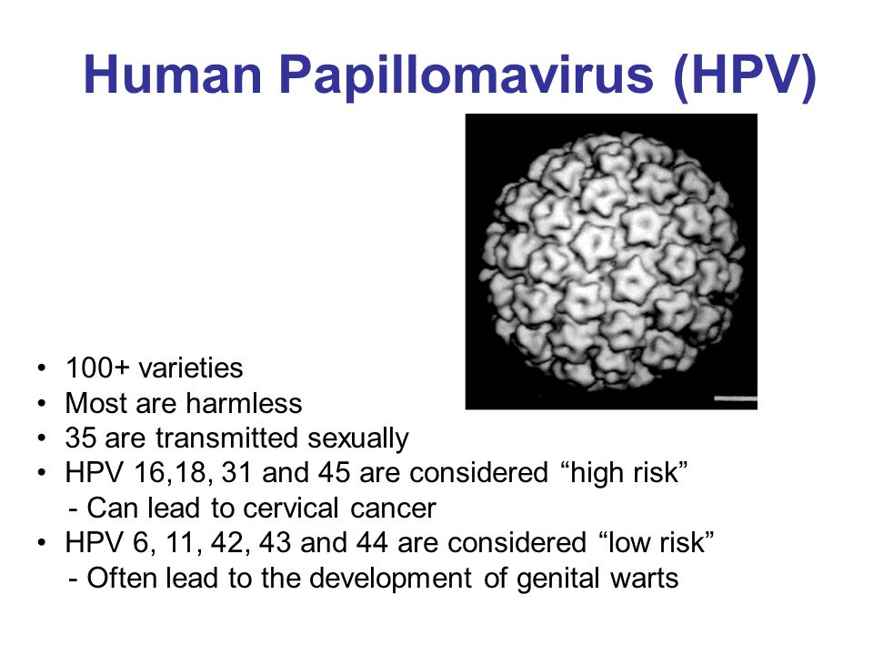 human papillomavirus pathogen)