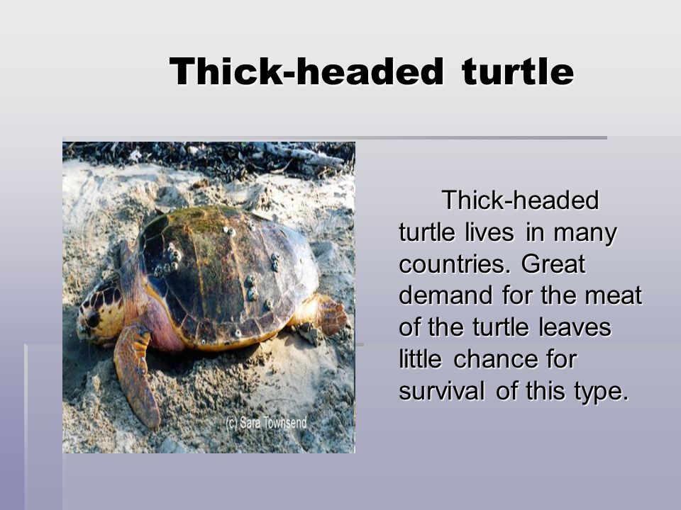 Left turtle. Turtle thick. Red book of endangered languages. Thick head.