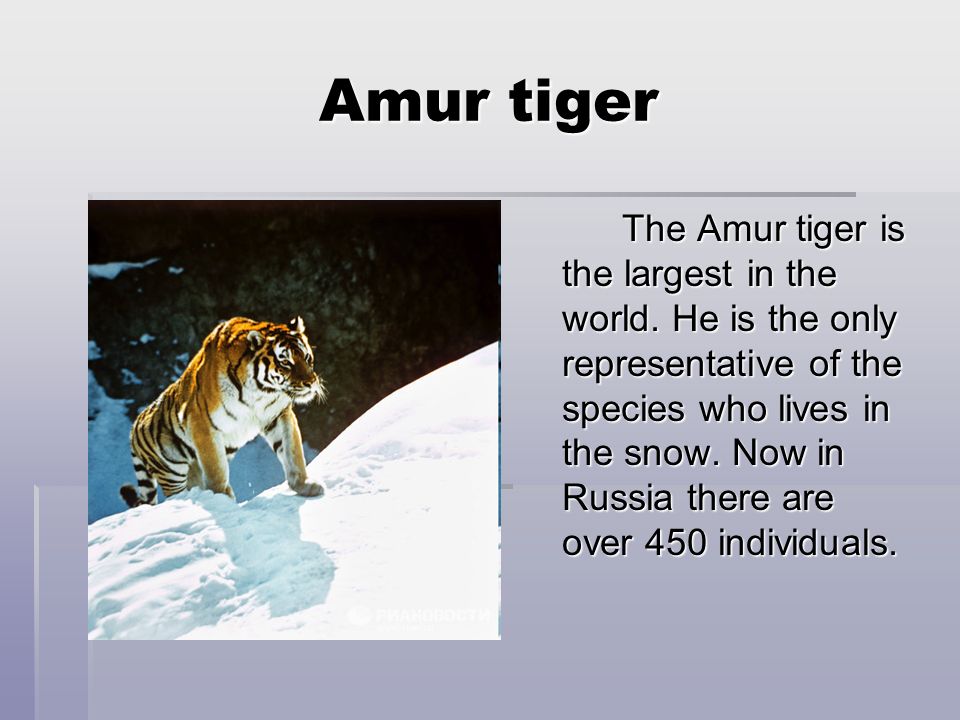 Английский язык написать про животного. Исчезающие животные на английском. Амурский тигр на английском. Вымирающие животные на английском языке. Вымершие животные по английскому.