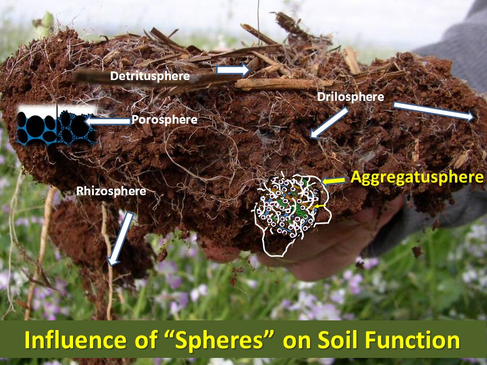 Influence of Spheres on Soil Function